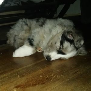 Meet your Posher, Dannie